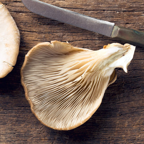 SET - Oyster mushroom cultivation 2 kg
