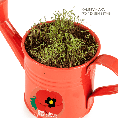 SET - Mini bucket with poppy seeds