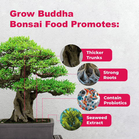 SET - Bonsai Easy & Bonsai fertilizer with probiotics