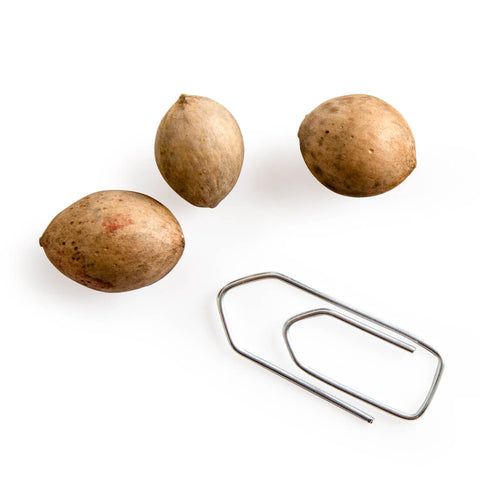 Ginkgo Biloba Seeds 