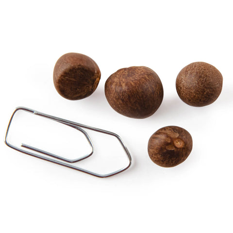 Chinese Tea Tree Seeds 
