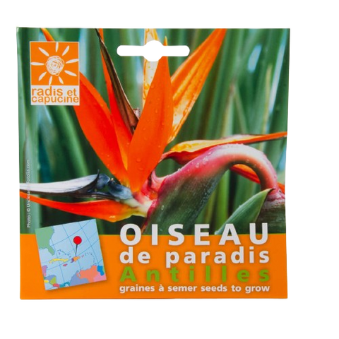 Strelitzia seeds