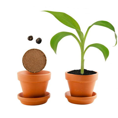 SET - Banana growing container, for children 