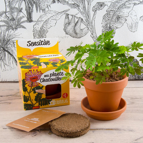 SET - Mimosa growing container 