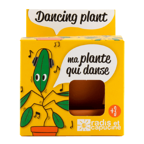 SET - Pot for growing Dancing Plants 