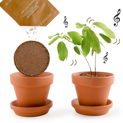 SET - Pot for growing Dancing Plants 