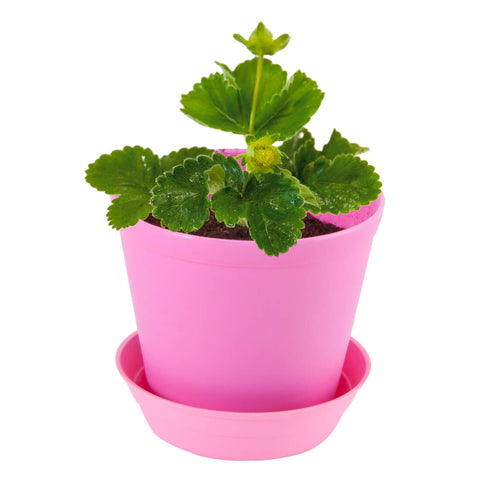 SET - Growing container with lid for wild strawberries 