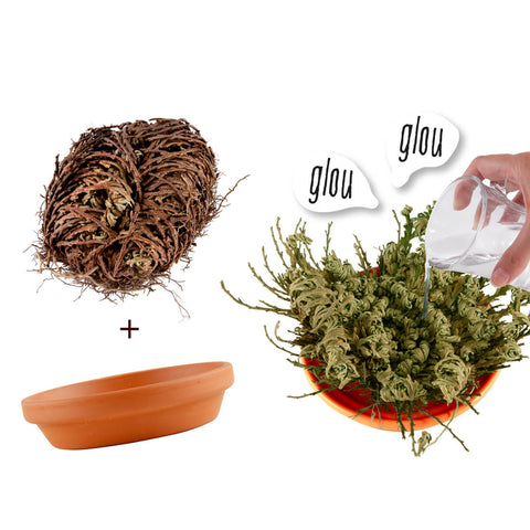 SET - Jericho Flower Growing Container 
