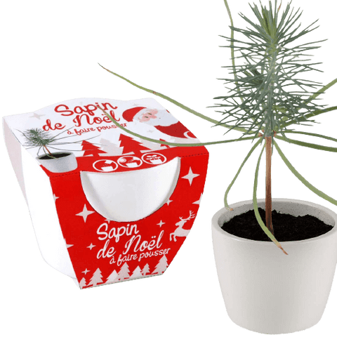 SET - Christmas tree, pine cultivation 