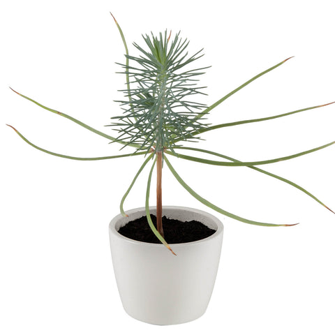 SET - Christmas tree, pine cultivation 