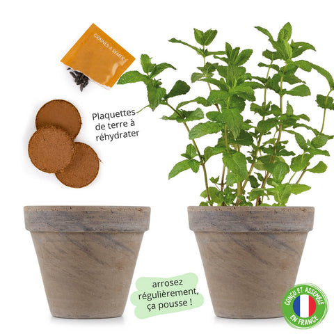 SET - Mint growing container 