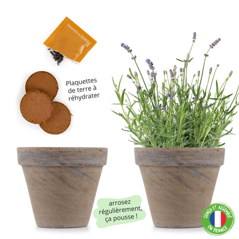 SET - Lavender growing container 