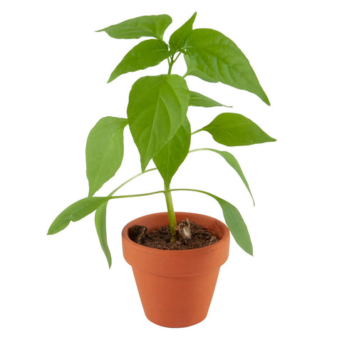 SET - Cayenne pepper seed growing container for children 
