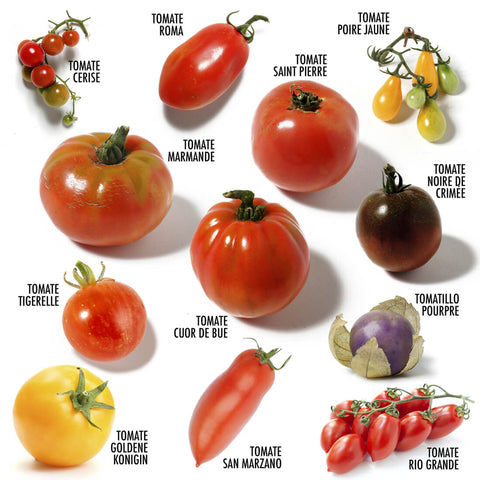 SET - Tomato seeds 12x variety 