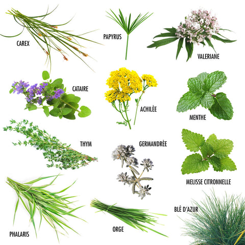 SET - Catnip seeds 12x assortment 