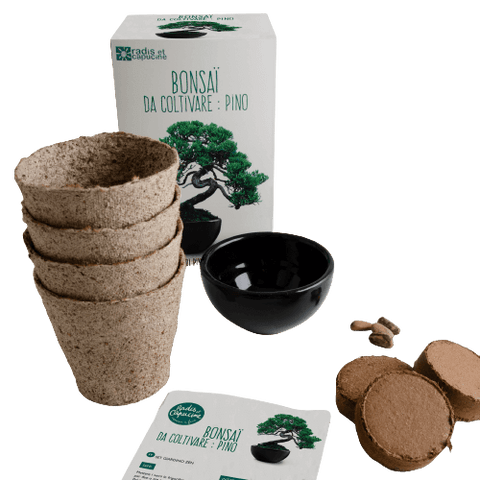 SET - Bonsai, pine cultivation Pinus Pinija + ceramic container 