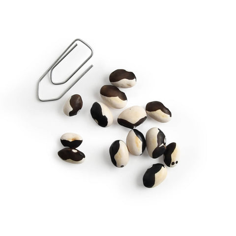 Yin Yang Bean Seeds