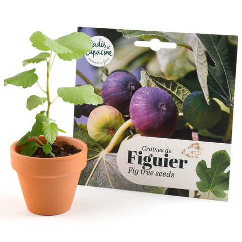 Fig Seeds
