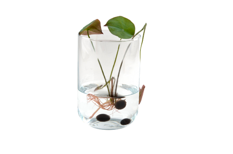 SET - Lotus flower, seeds 2x 