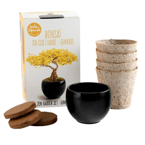 SET - Bonsai, ginkgo cultivation + ceramic container