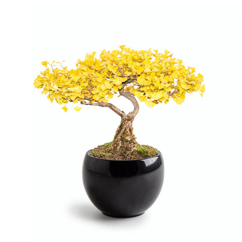 SET - Bonsai, ginkgo cultivation + ceramic container