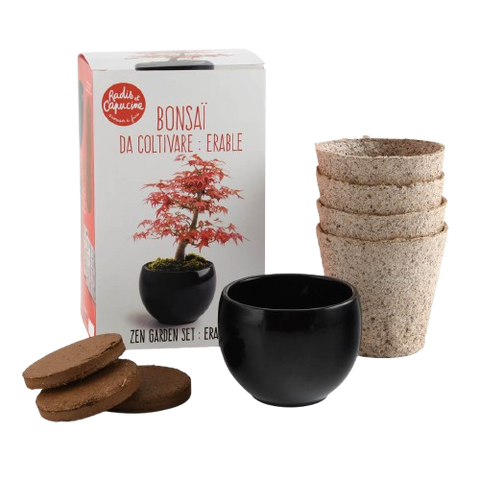 SET - Bonsai, red maple cultivation + ceramic pot 