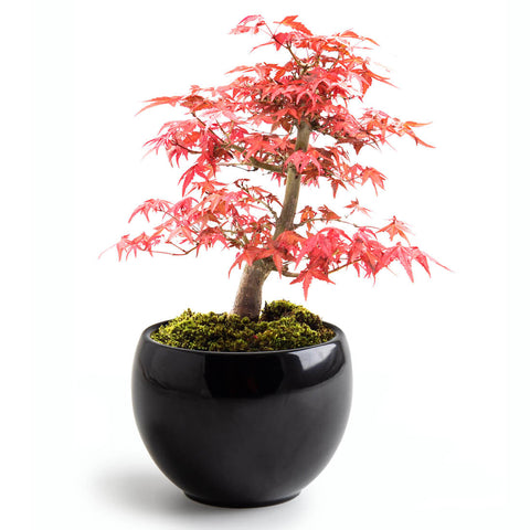 SET - Bonsai, red maple cultivation + ceramic pot 