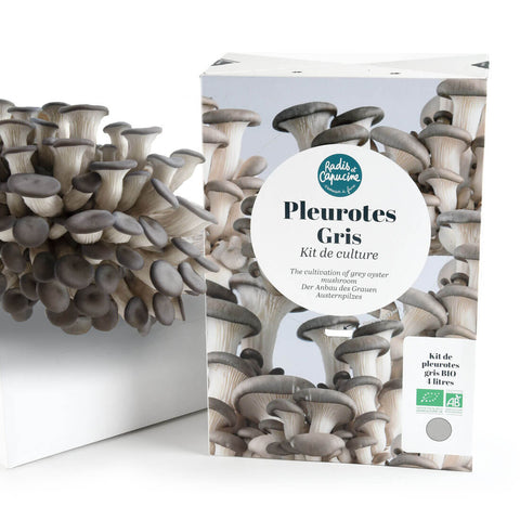 SET - Uzgoj gljiva, sive bukovače