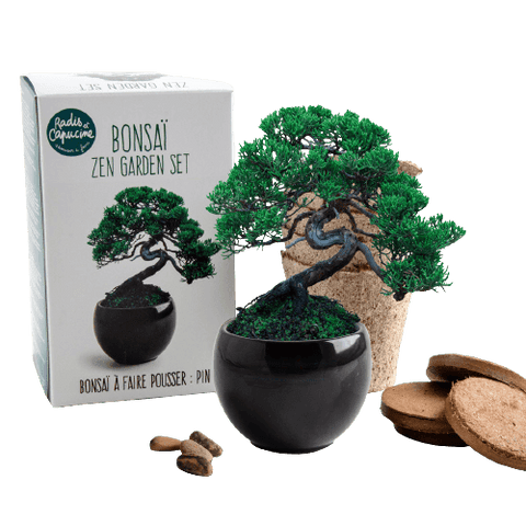 SET - Bonsai, pine cultivation Pinus Pinija + ceramic container 