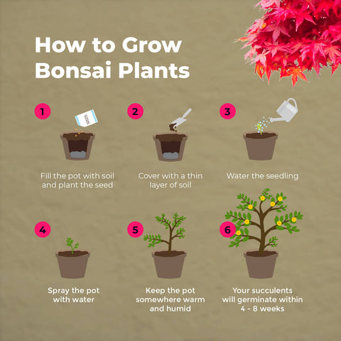 SET - Bonsai seeds + Cactus seeds