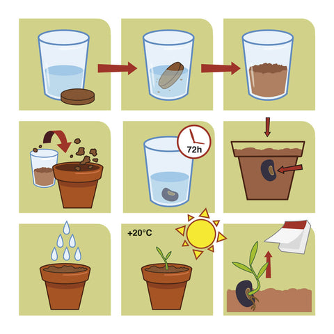 SET - Banana growing container, for children 