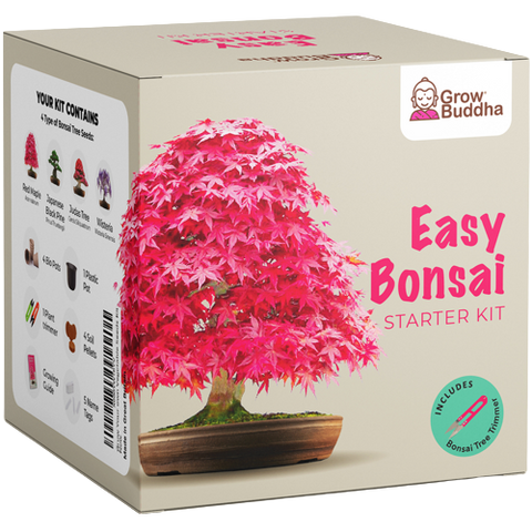 SET - Bonsai, growing 4 types of plants + 2 free seeds 