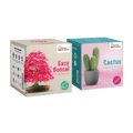SET - Bonsai seeds + Cactus seeds