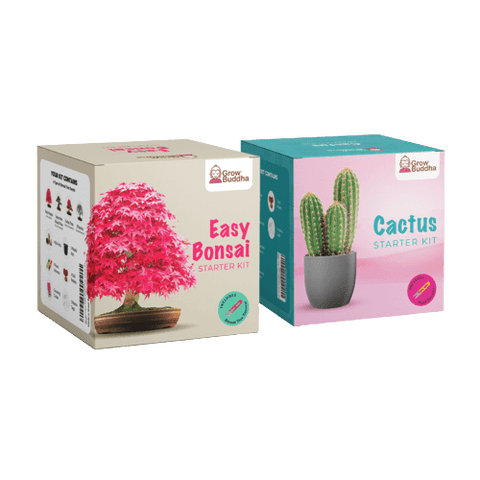 SET - Bonsai seeds + Cactus seeds