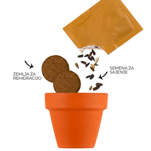 SET - Growing container with bee flower seeds 