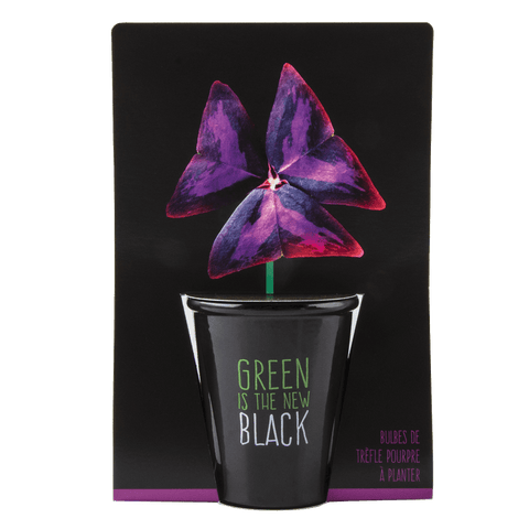 SET - Black pot with purple clover seeds 