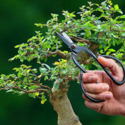 Pruning shears 