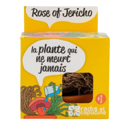 SET - Jericho Flower Growing Container 