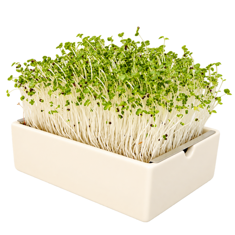 Mikrozelenje pak choi (kineski kupus), sjemenska podloga 3x