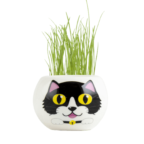 SET - Pot with grass seeds, black cat 