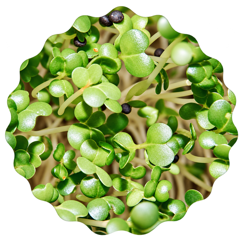 Mikrozelenje pak choi (kineski kupus), sjemenska podloga 3x