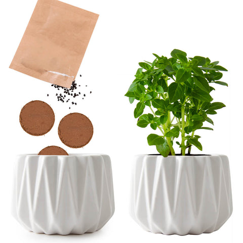 SET - Origami pot for planting organic basil 