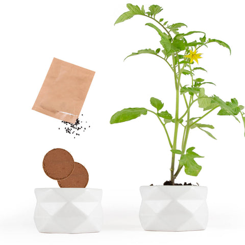 SET - Origami pot for planting ECO cherry tomatoes 