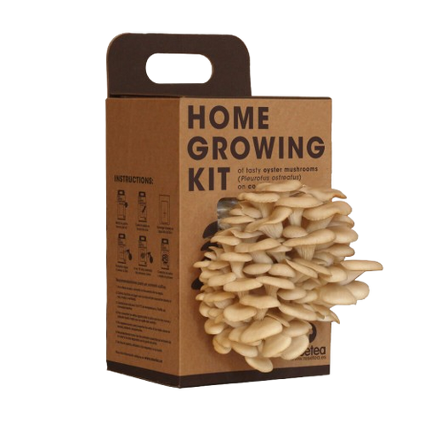 SET - Oyster mushroom cultivation 2 kg