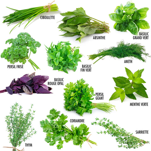 SET - Aromatic herb seeds 12x variety 