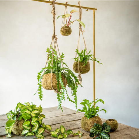 Kokedama kugla M