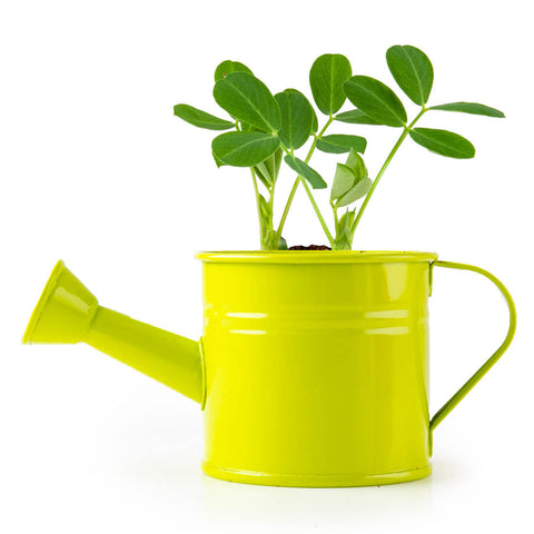 SET - Mini bucket with peanut seeds 