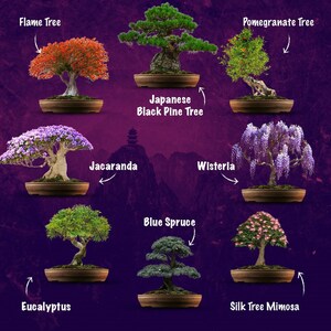 SET - Bonsai Easy &amp; Bonsai fertilizer with probiotics 