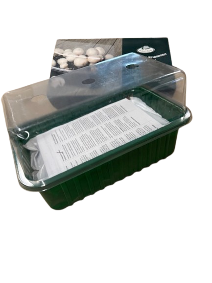 SET - Growing mushrooms in a container 