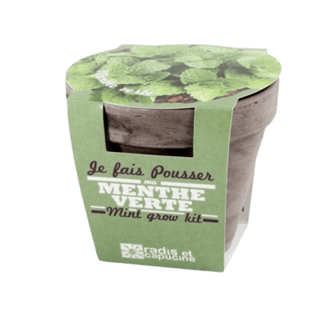 SET - Mint growing container 